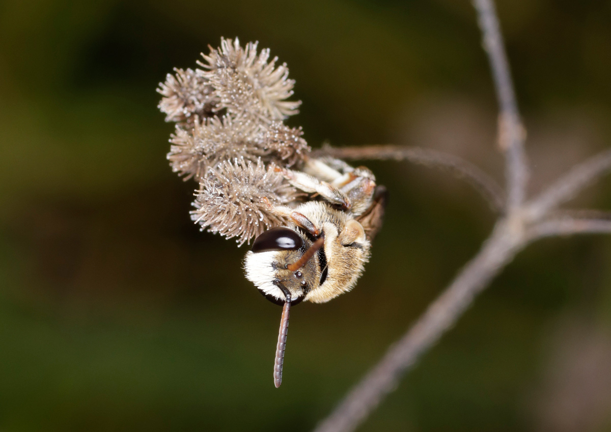 Apidae Halictinae: Nomiapis cfr. diversipes, maschio